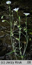 Cerastium sylvaticum (rogownica leśna)