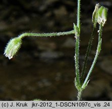 Cerastium sylvaticum (rogownica leśna)