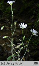 Cerastium sylvaticum (rogownica leśna)