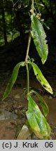 Cerastium sylvaticum (rogownica leśna)