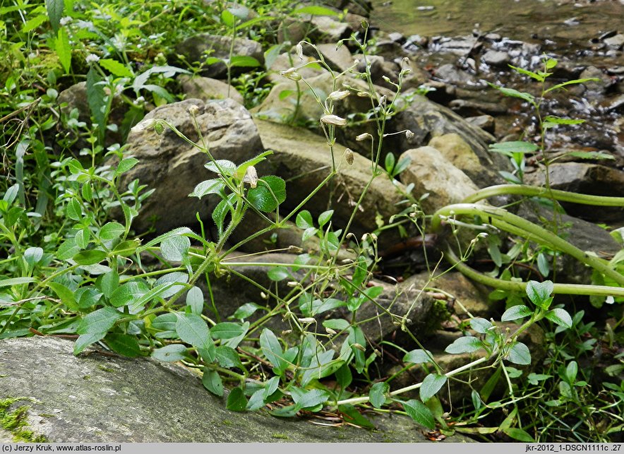 Cerastium sylvaticum (rogownica leśna)