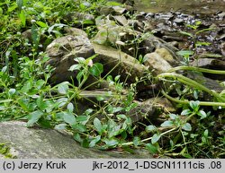 Cerastium sylvaticum (rogownica leśna)