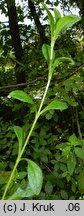 Cerastium macrocarpum (rogownica wielkoowockowa)