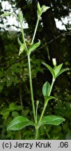 Cerastium macrocarpum (rogownica wielkoowockowa)