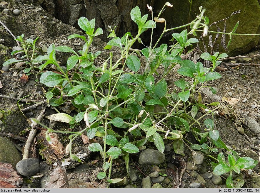 Cerastium macrocarpum (rogownica wielkoowockowa)