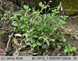 Cerastium macrocarpum (rogownica wielkoowockowa)