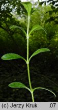 Cerastium macrocarpum (rogownica wielkoowockowa)