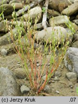 Juncus bufonius (sit dwudzielny)