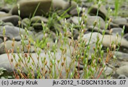 Juncus bufonius (sit dwudzielny)