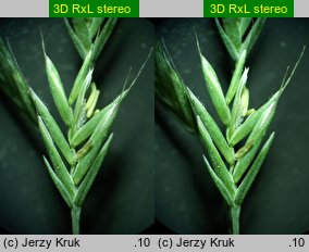 Festuca duvalii (kostrzewa Duvala)