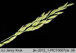 Festuca ovina s.str. (kostrzewa owcza s.str.)