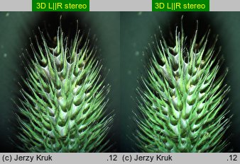 Phleum commutatum (tymotka alpejska)