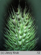 Phleum commutatum (tymotka alpejska)