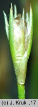 Juncus bufonius (sit dwudzielny)