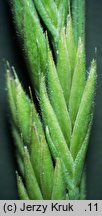 Festuca ovina s.str. (kostrzewa owcza s.str.)