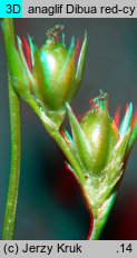 Juncus tenuis (sit chudy)