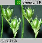 Juncus tenuis (sit chudy)