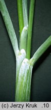 Festuca vaginata (kostrzewa pochwiasta)