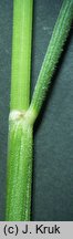 Festuca ovina s.str. (kostrzewa owcza s.str.)
