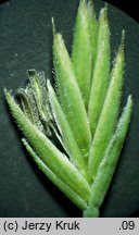 Festuca ovina s.str. (kostrzewa owcza s.str.)