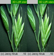 Festuca duvalii (kostrzewa Duvala)