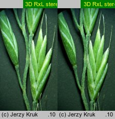 Festuca duvalii (kostrzewa Duvala)