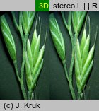 Festuca duvalii (kostrzewa Duvala)