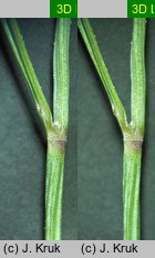 Festuca vaginata (kostrzewa pochwiasta)
