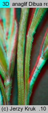 Festuca vaginata (kostrzewa pochwiasta)