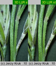 Festuca vaginata (kostrzewa pochwiasta)