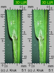 Poa laxa (wiechlina wiotka)