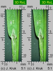 Poa laxa (wiechlina wiotka)