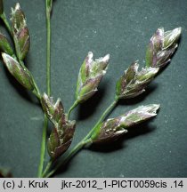 Poa laxa (wiechlina wiotka)