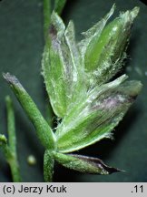 Poa laxa (wiechlina wiotka)