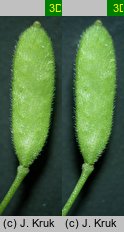 Draba nemorosa (głodek żółty)