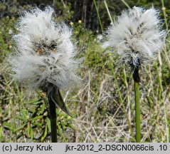 Eriophorum vaginatum (wełnianka pochwowata)