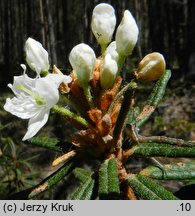 Ledum palustre (bagno zwyczajne)