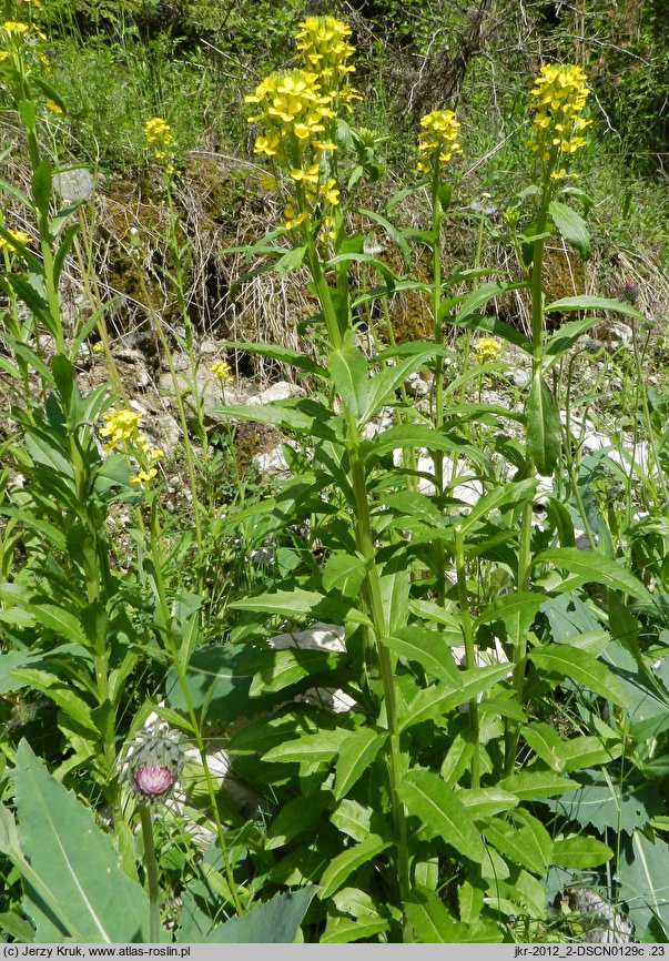 Erysimum pieninicum (pszonak pieniński)