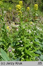 Erysimum pieninicum (pszonak pieniński)