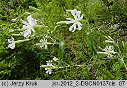 Silene nemoralis (lepnica gajowa)