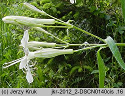 Silene nemoralis (lepnica gajowa)