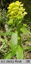 Erysimum pieninicum (pszonak pieniński)