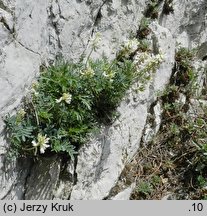 Astragalus australis (traganek jasny)