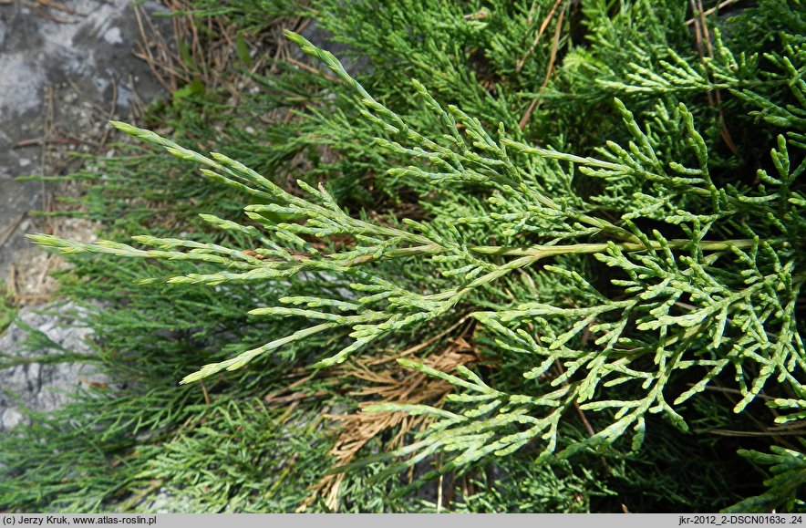 Juniperus sabina (jałowiec sabiński)