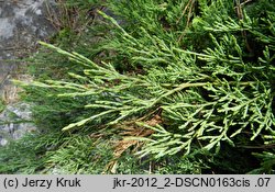 Juniperus sabina (jałowiec sabiński)