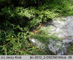 Juniperus sabina (jałowiec sabiński)