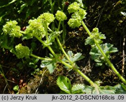 Alchemilla glaucescens (przywrotnik kosmaty)