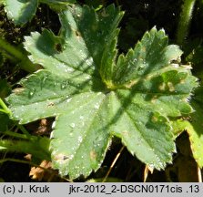 Alchemilla glaucescens (przywrotnik kosmaty)