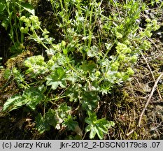 Alchemilla glaucescens (przywrotnik kosmaty)