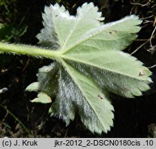 Alchemilla glaucescens (przywrotnik kosmaty)